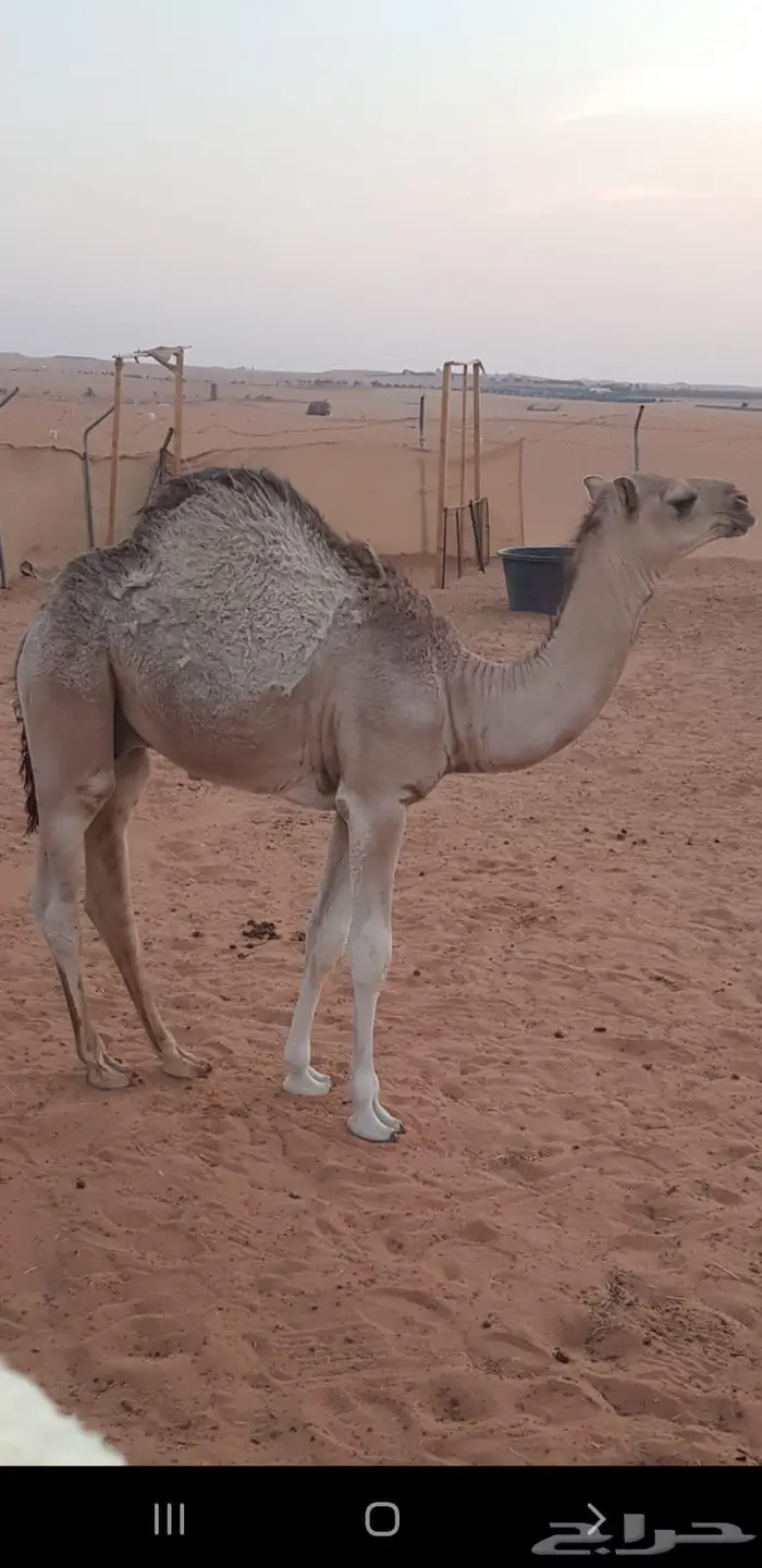 حاشي لباني 1