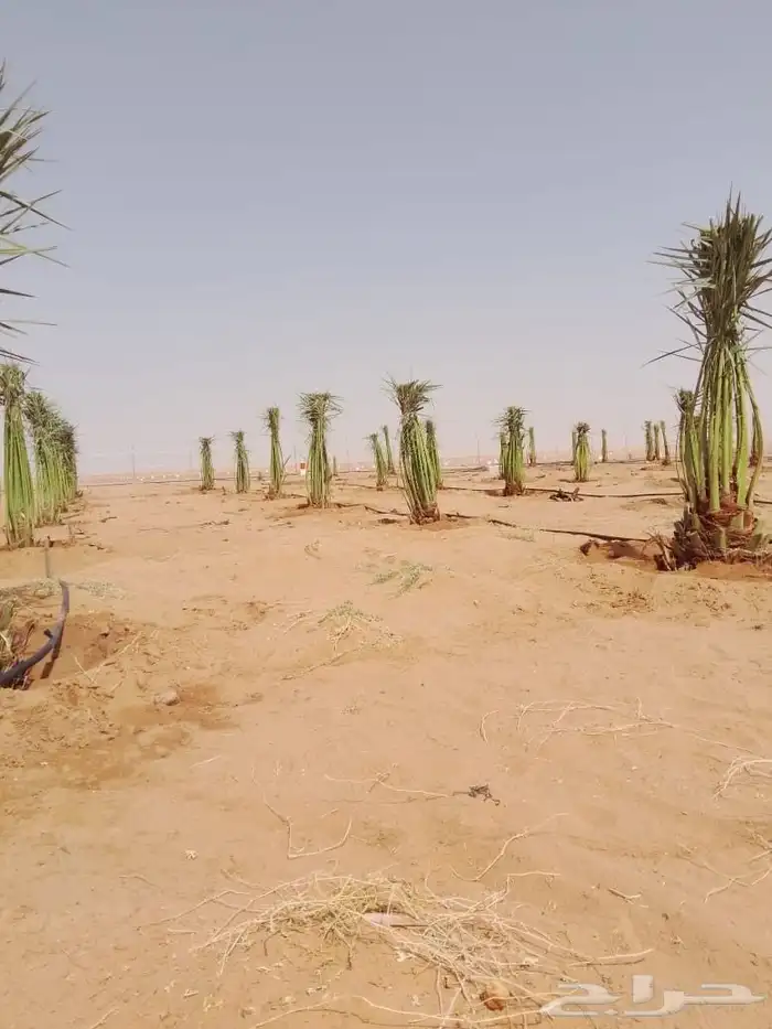 فروخ ونقايل 7