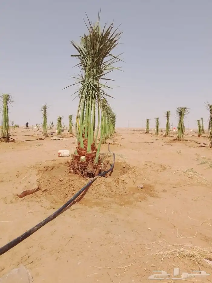 فروخ ونقايل 3