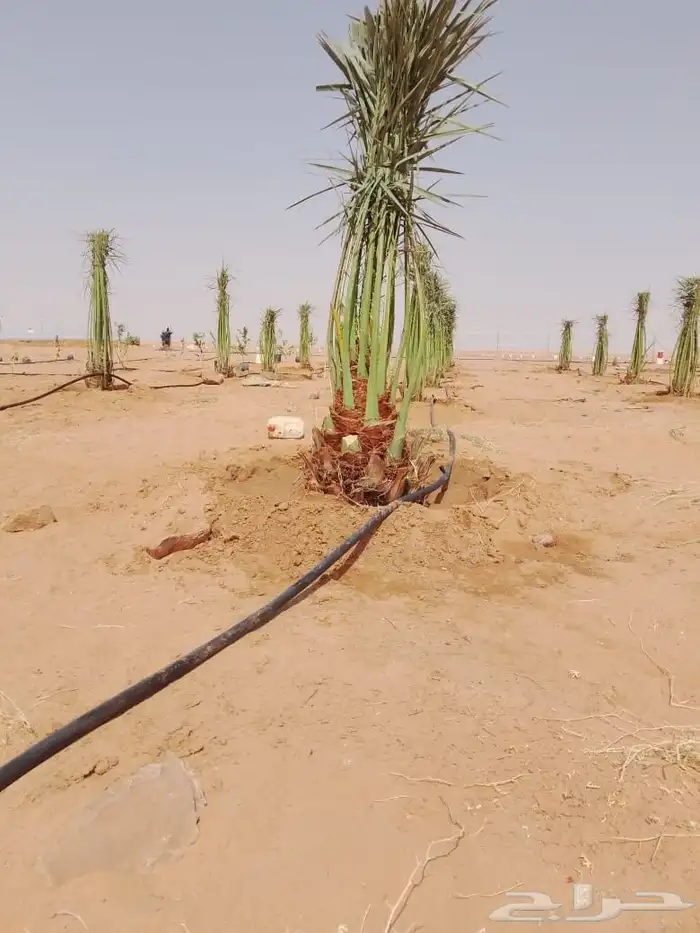 فروخ ونقايل 8