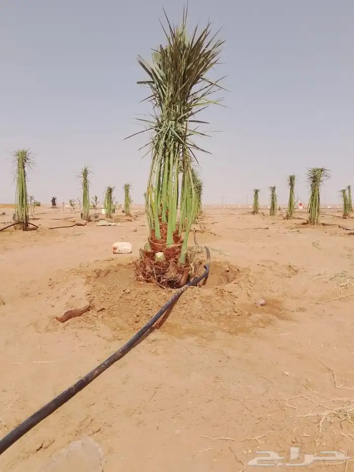 فروخ ونقايل 6