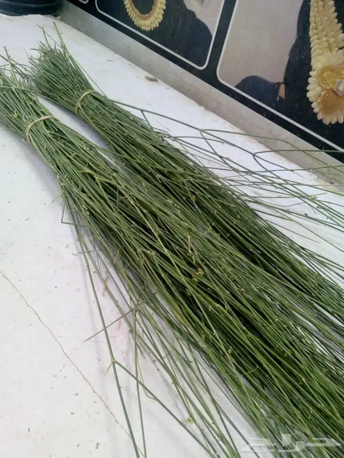 المرخ الجيزاني الطازج الاخضر الجديد الرياض الحله يصل بشكل يو 0