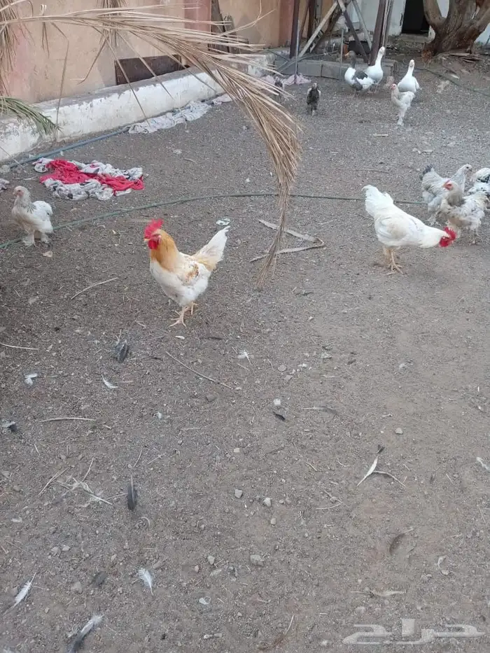 ديوك المانيه للبيع 1