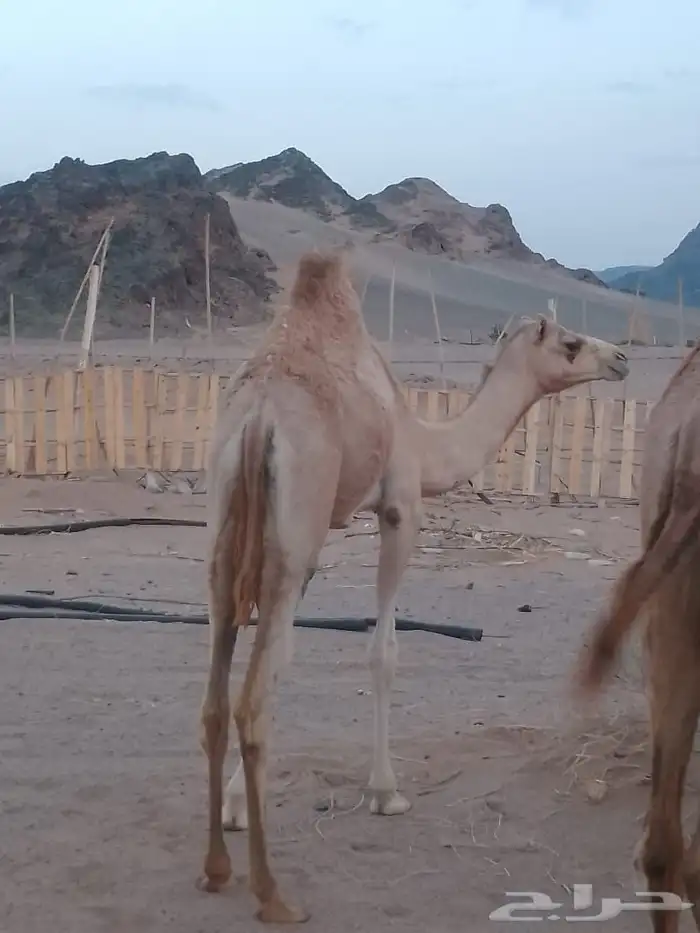 بكره بنت اليزر 0