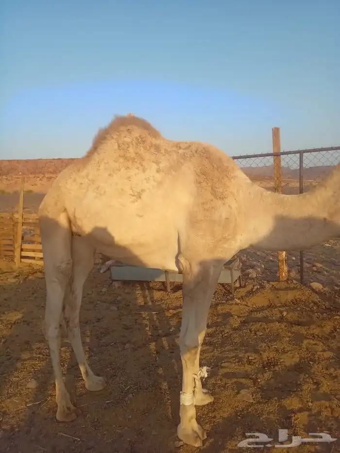 بكره حره لقحه 2