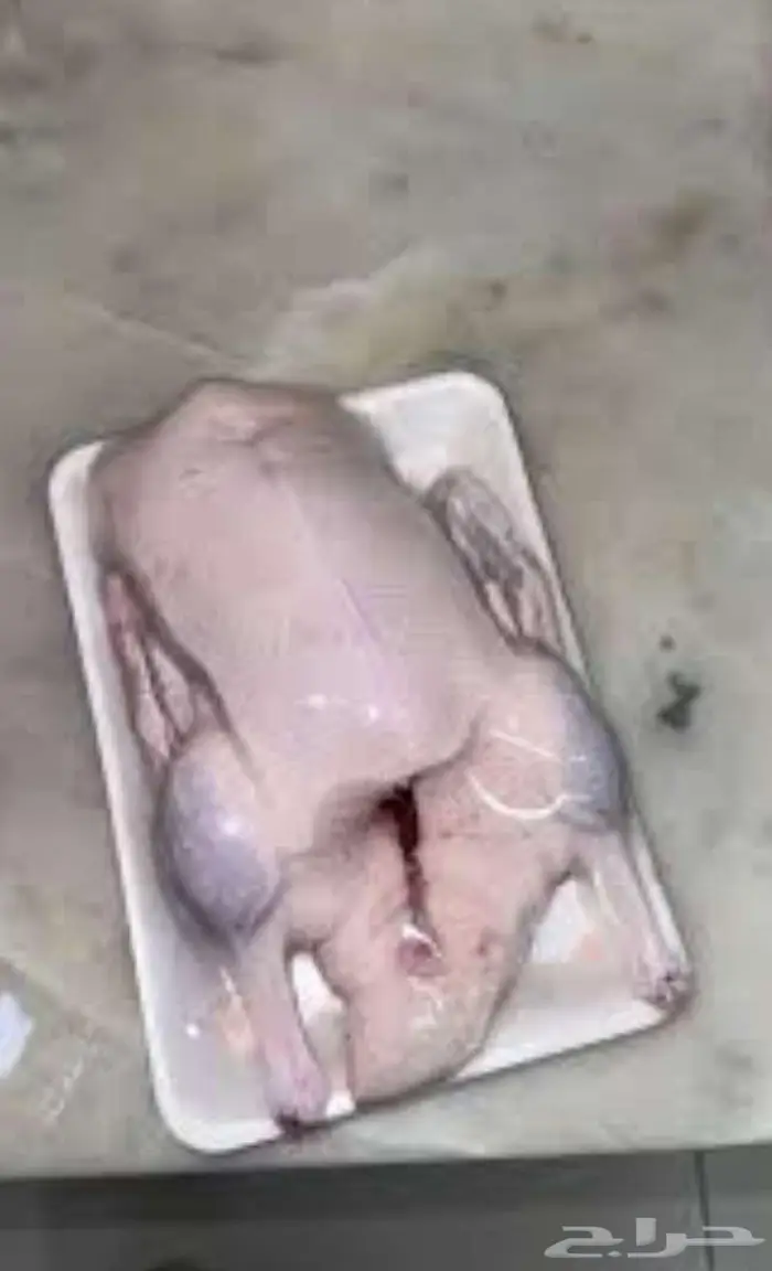 بط بكيني مذبوح وغير مذبوح 1