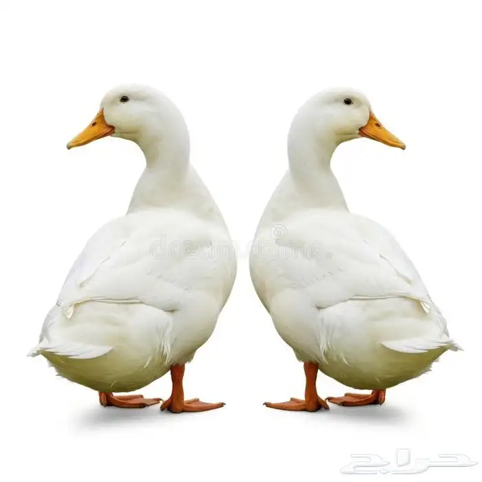 بط للبيع 0