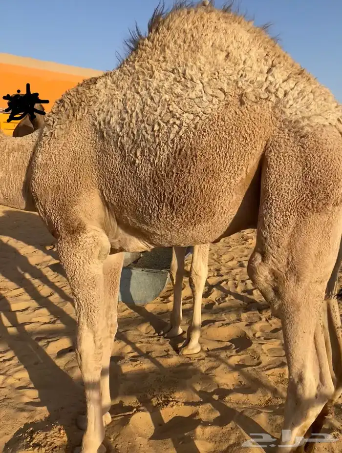 حشو قصب 0