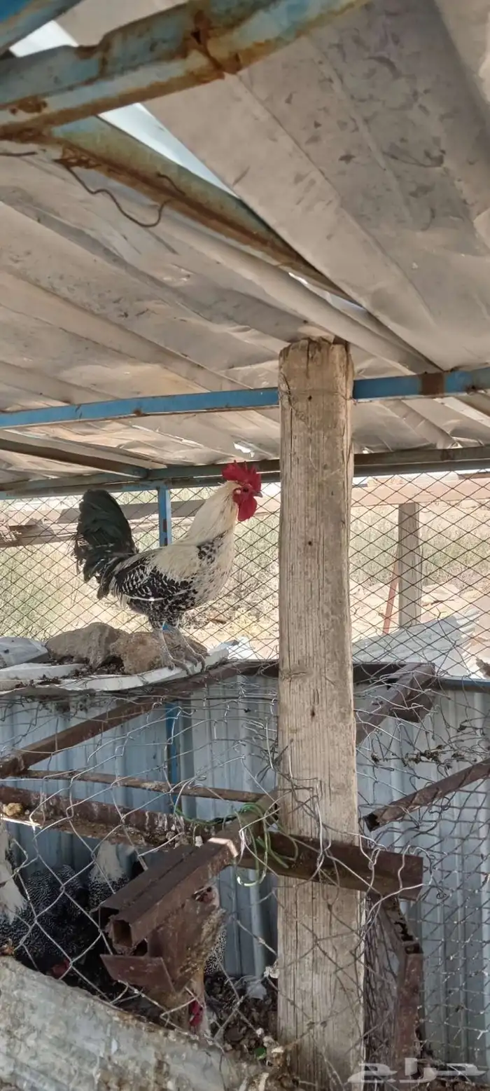 ديك بلدي 1