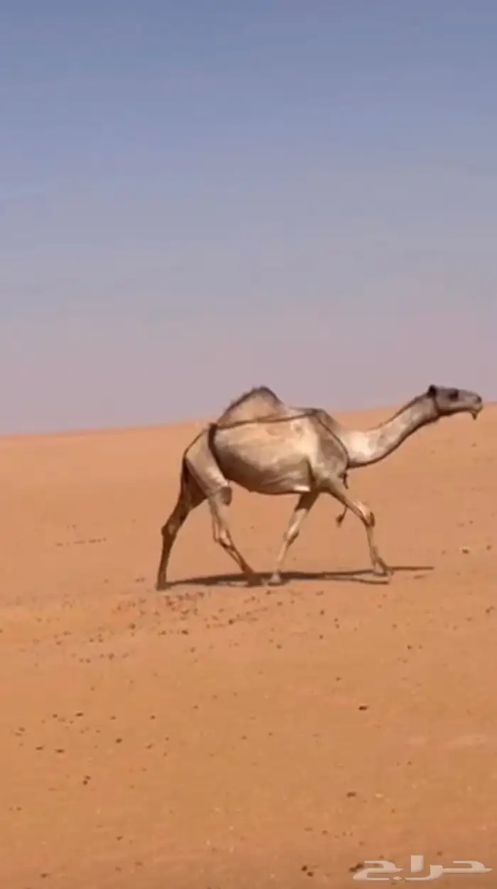 الصفر الطيبه عشاير و بكار 1