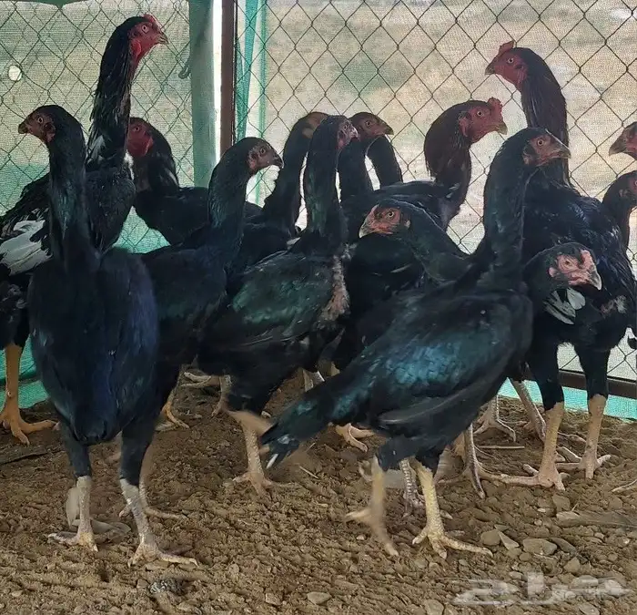 شامو الماني و سندي 0