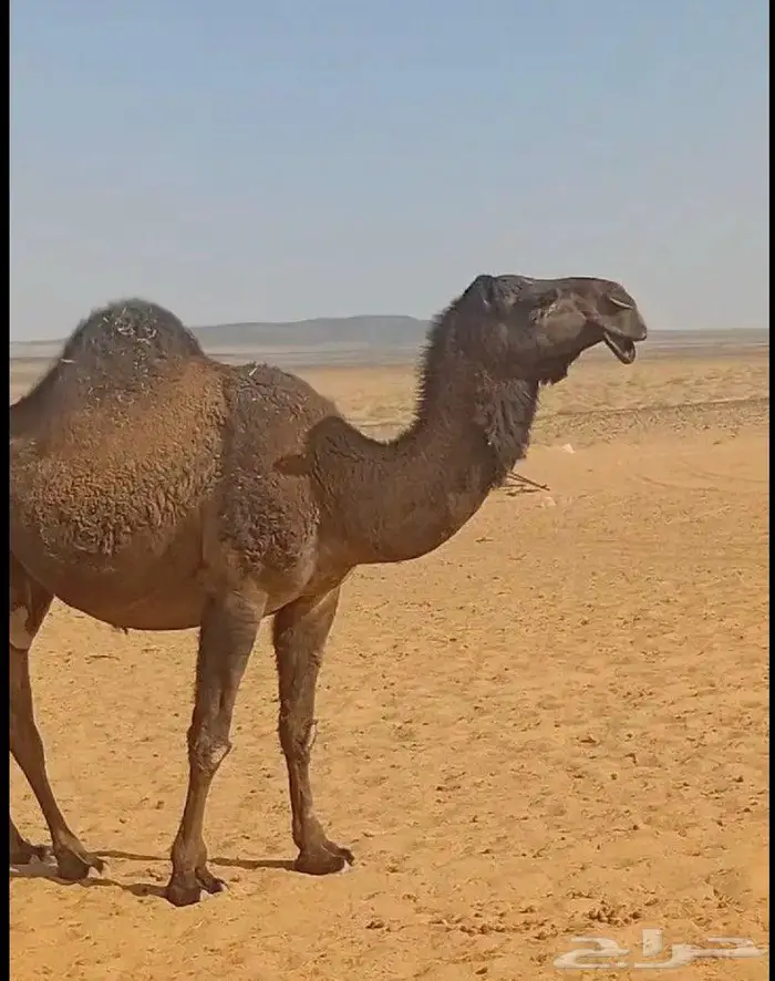 بكره صفرا لقحه 0