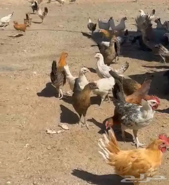 صيصان للبيع 4