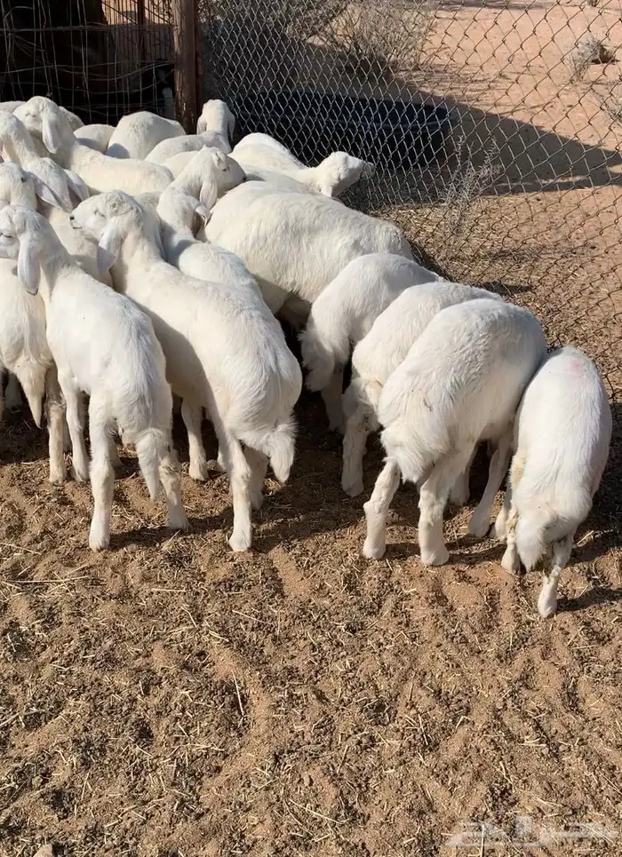بهم تربيه طليان حري 0