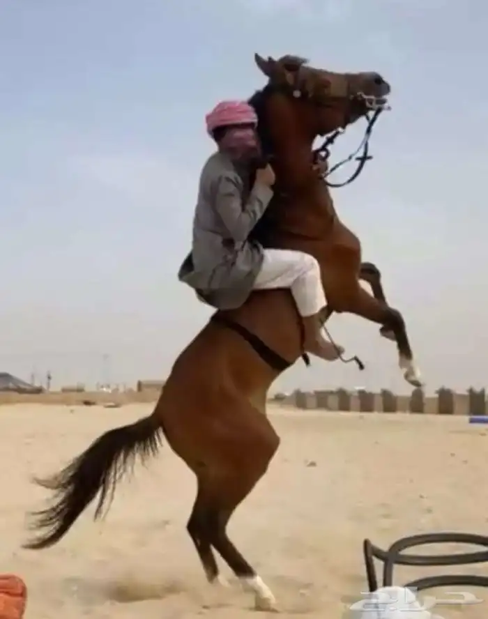 سلام عليكم اعرض لكم حصان شعبي شيخ 1