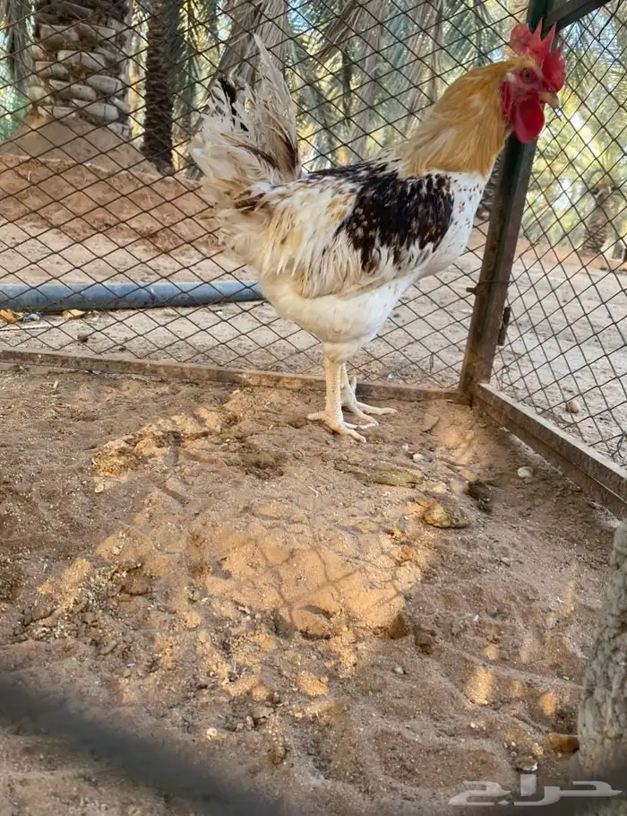 ديك لوهمان براون 0