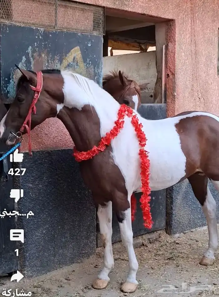 مطلوب خيل هندي فرس او مهره بلونين 1