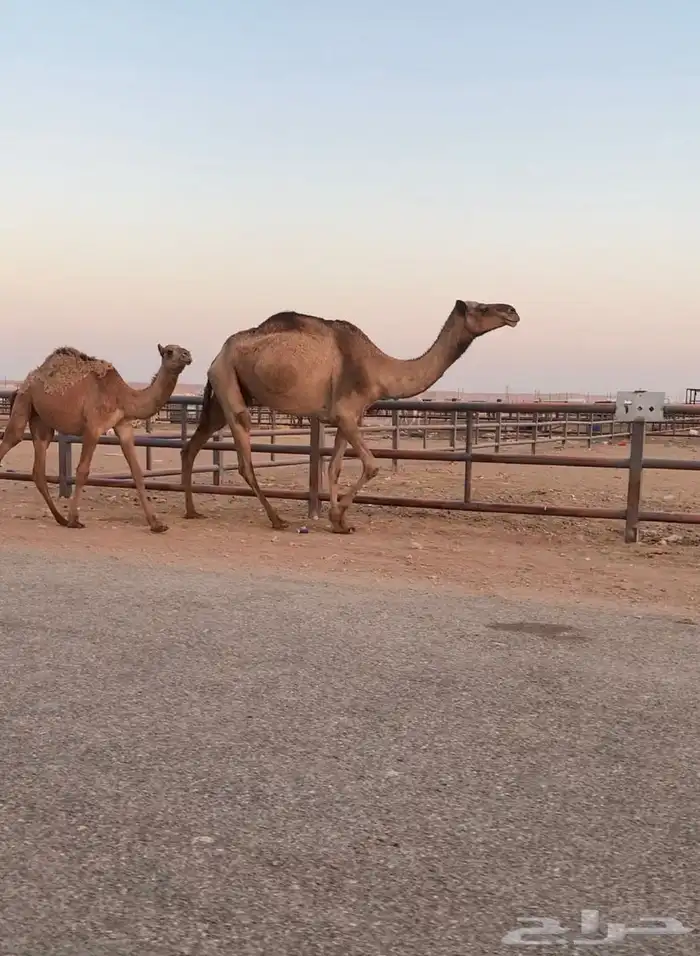 عشرا صفرا تحتها بكره 0