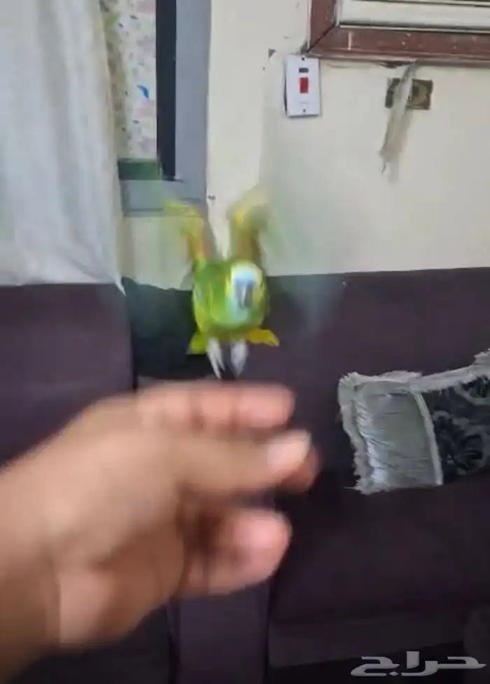 امزوني بلوفرنتد جاكو هدد تم البيع 10