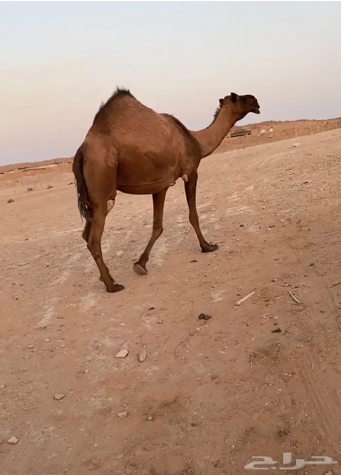 مموت صفراء 3