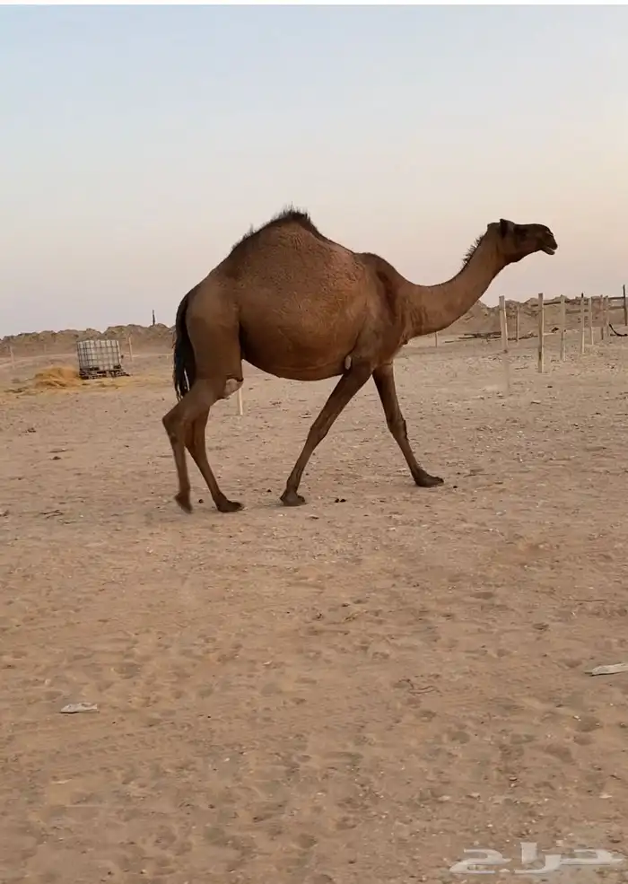 مموت صفراء 2