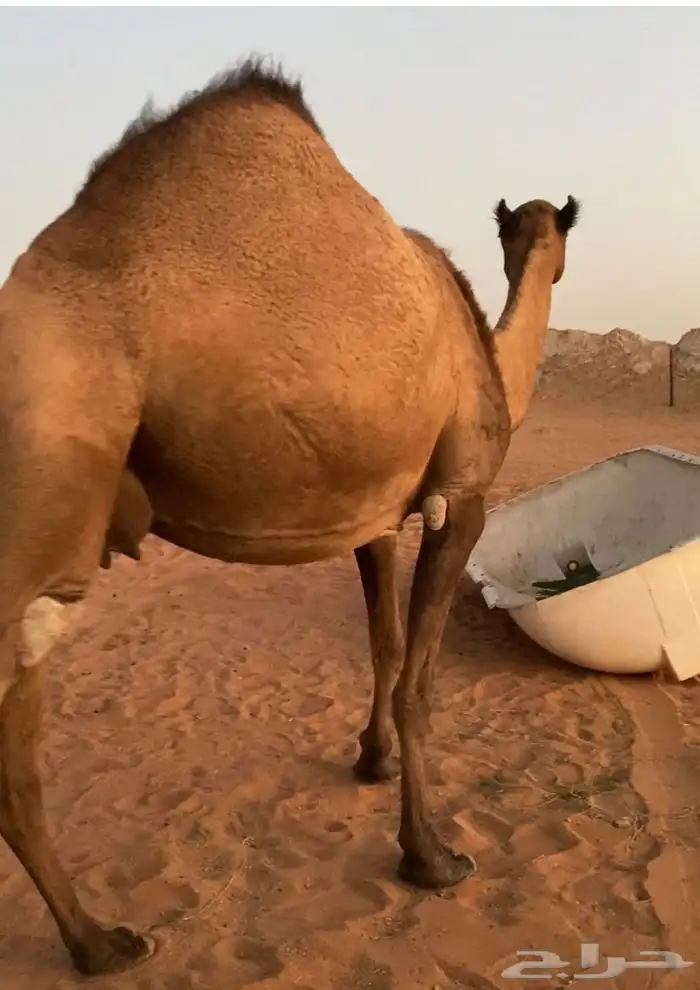 مموت صفراء 1