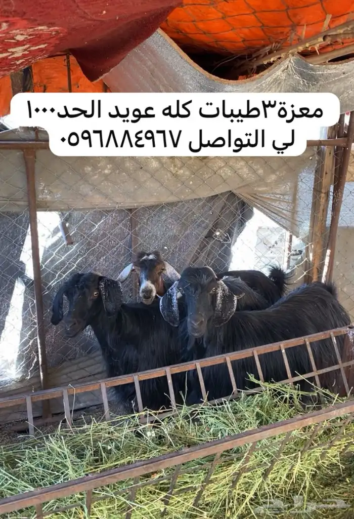 معزة 3 عويد الموقع وادي الفرع 0