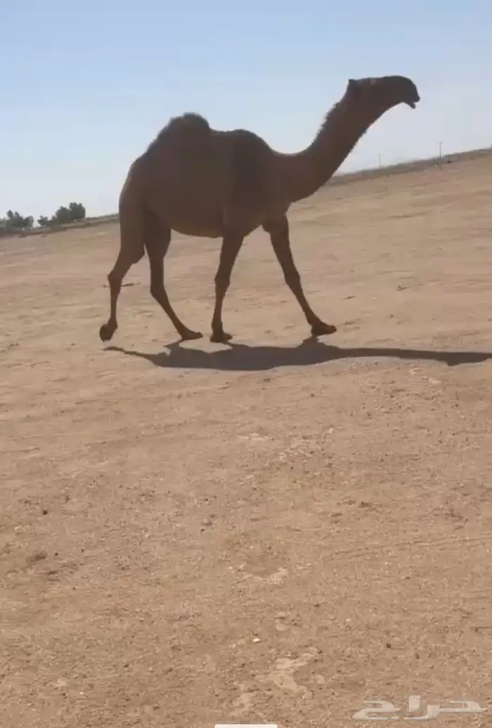 البيع البكره الكفو 0