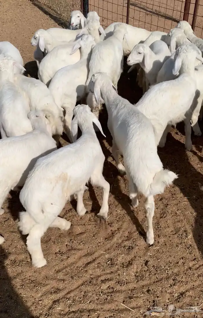 بهم تربيه طليان حري 2
