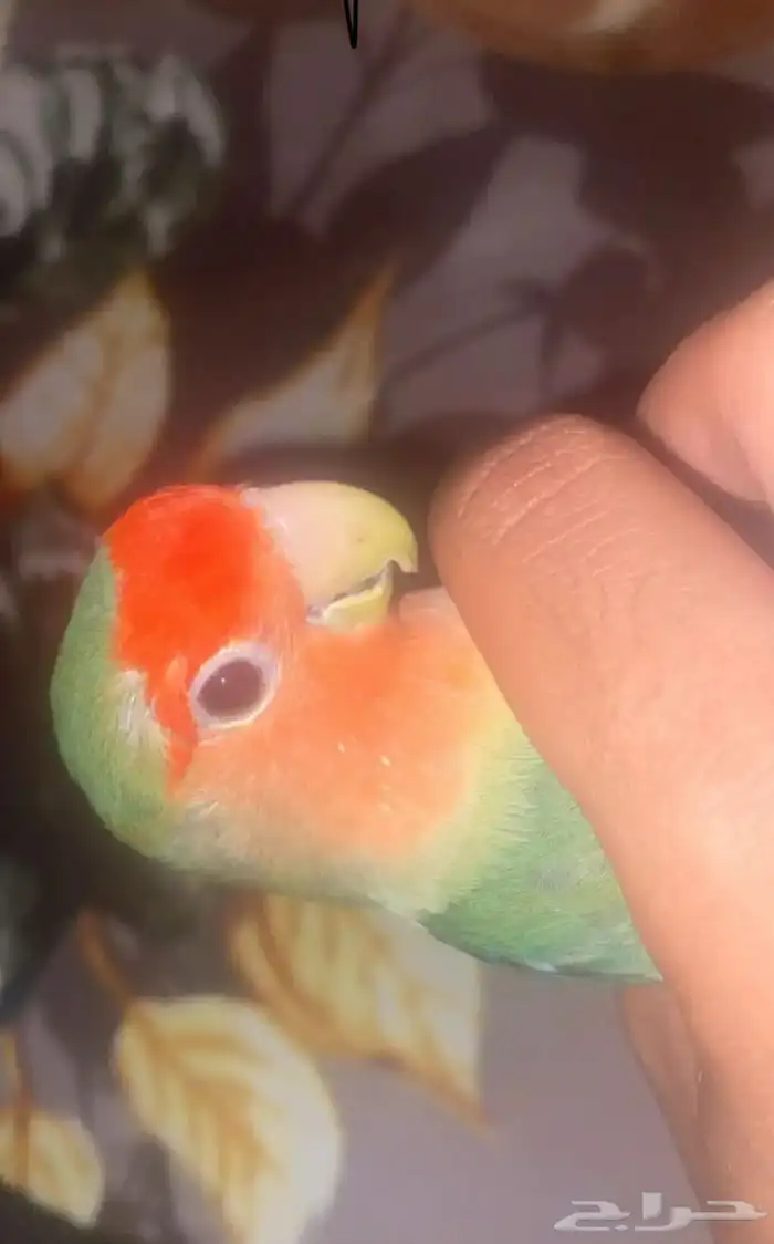 روز أليف 1