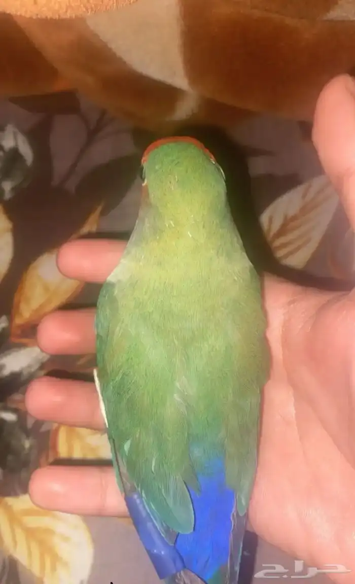 روز أليف 0