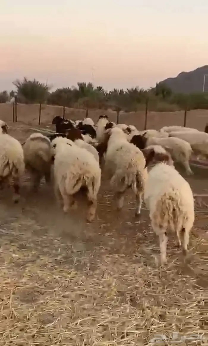 32. فيهن 3 رخال العمر 6 شهور طيبات والي ماهو غلاق على حده 0
