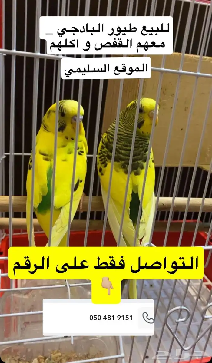 طيور البادجي ذكر وأنثى ذكر أليف تقريبا 0