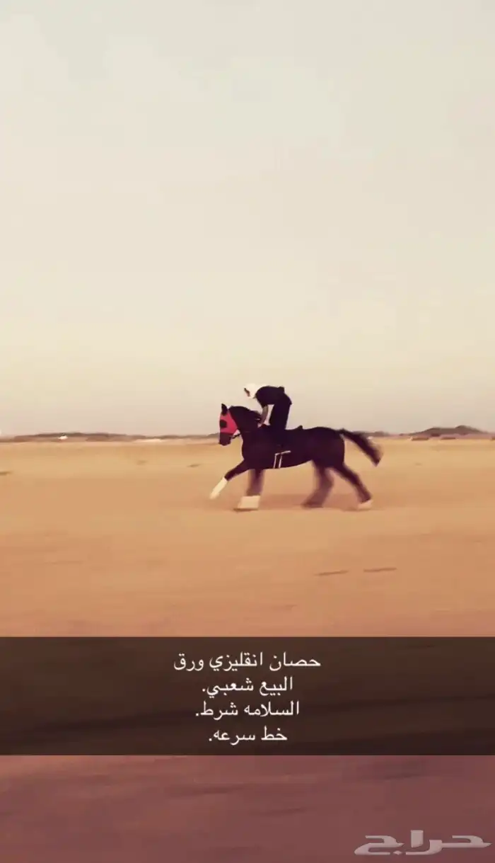 حصان انقليزي 0