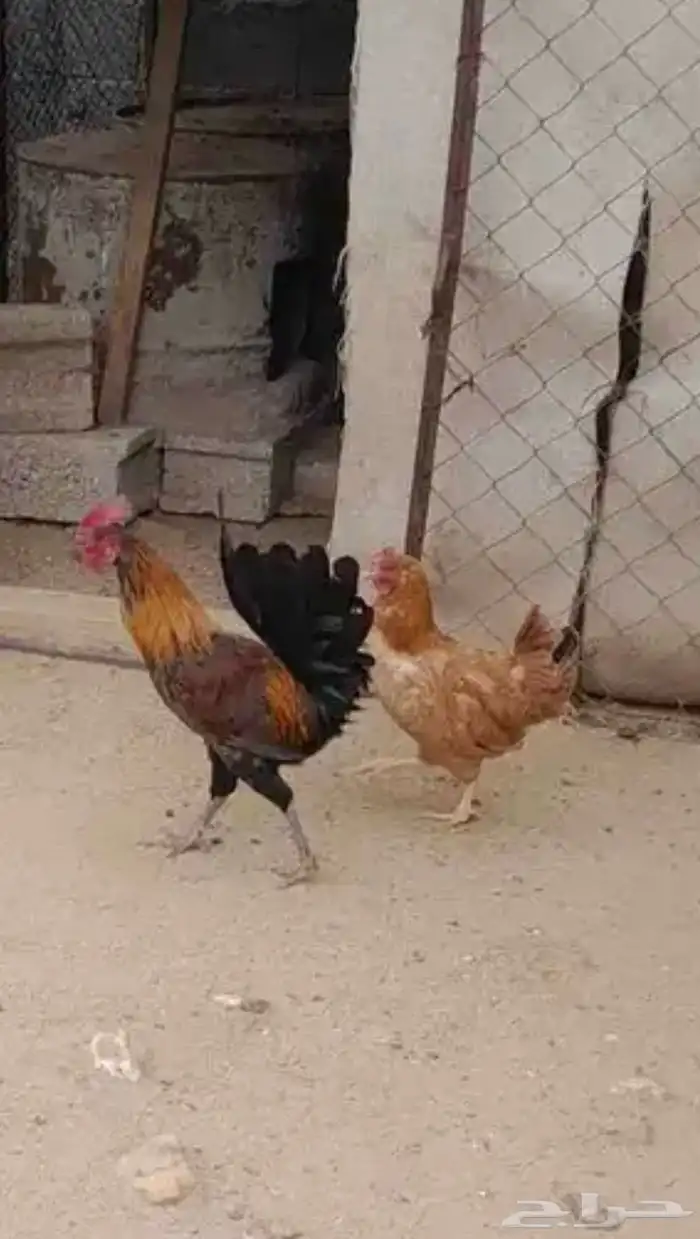 ديوك ودجاجه 1