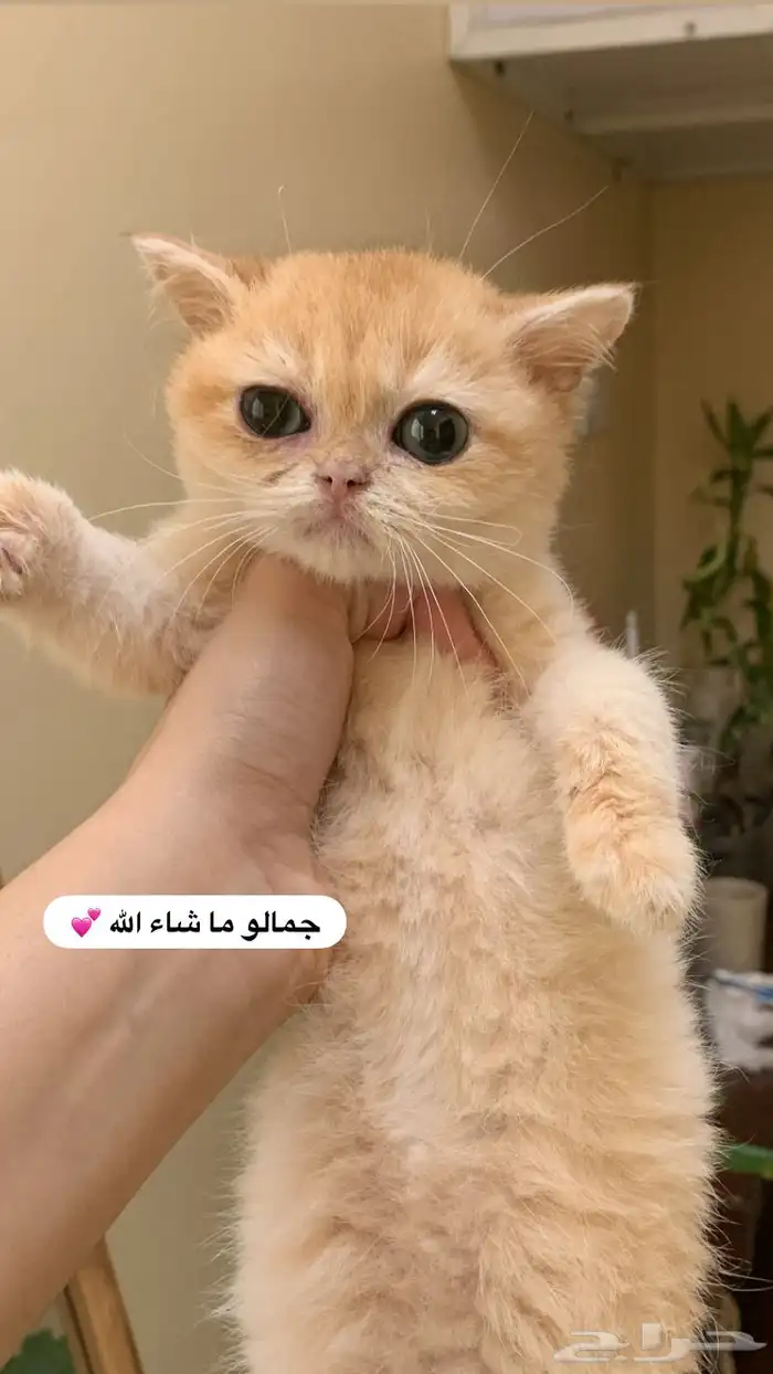 للبيع ذكر برتش 0