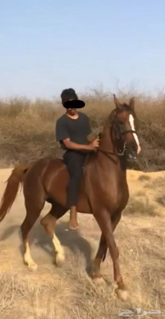 حصان جزيري حار على يد الخيال سليم شرط 1