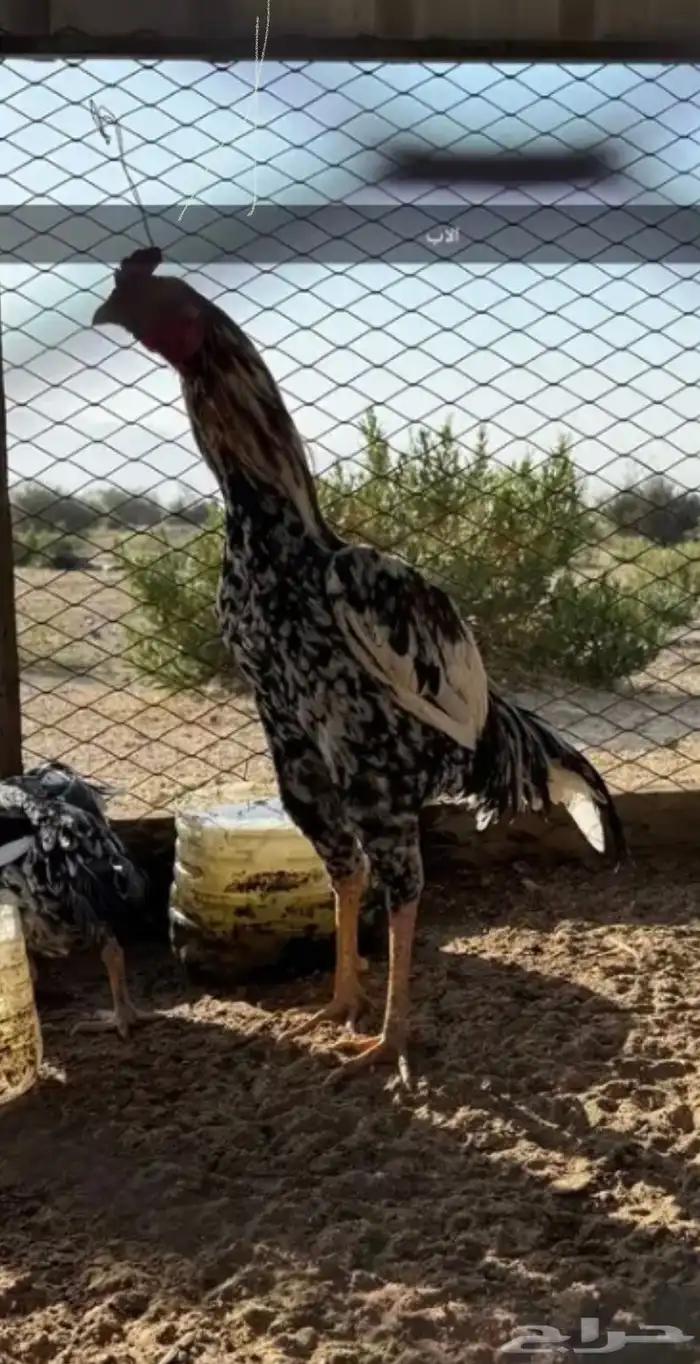 ديك باكستاني سندي 13