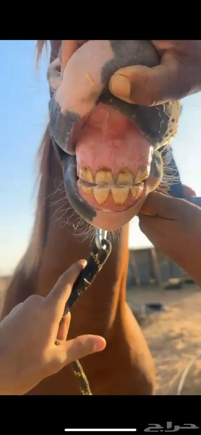 حصان شعبي 2