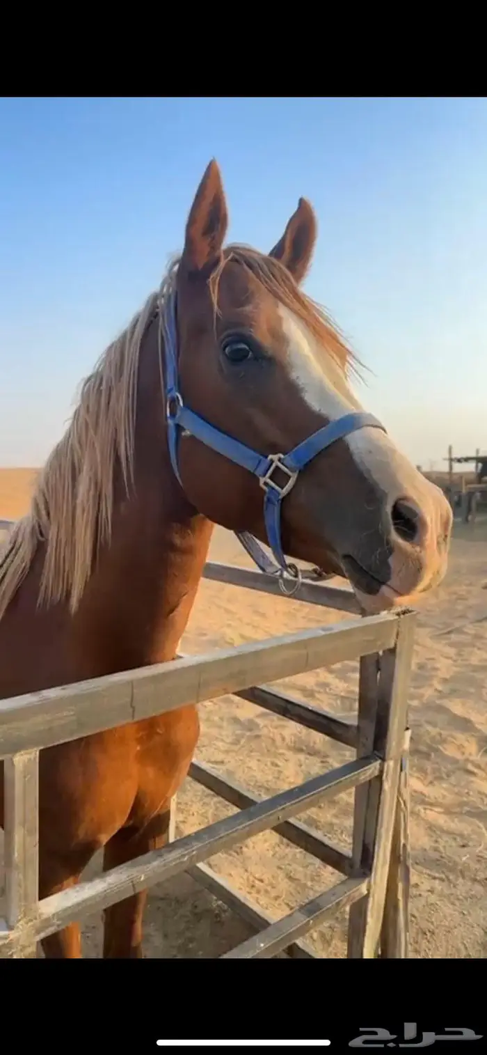 حصان شعبي 1