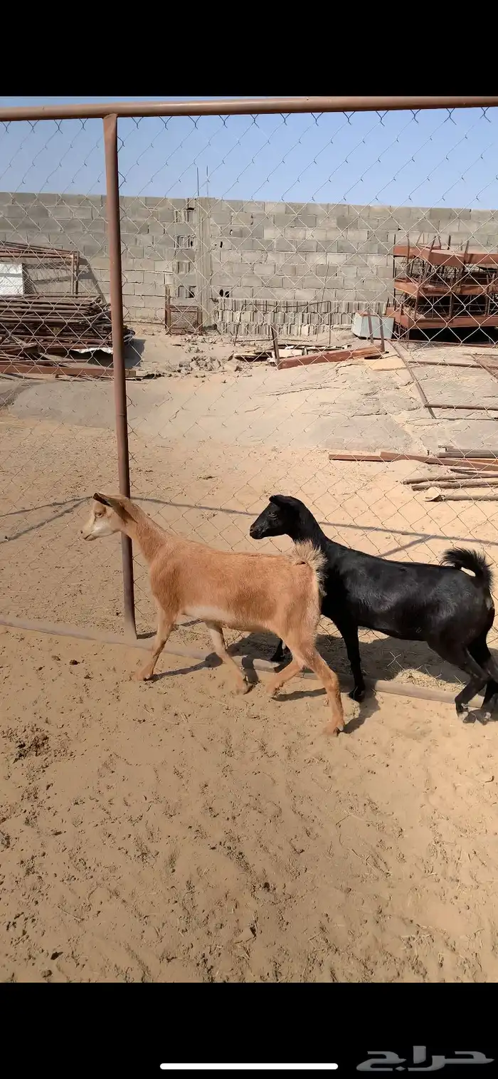 غنم معزا عنقان للبيع شرط دفيع 3 شهور 0