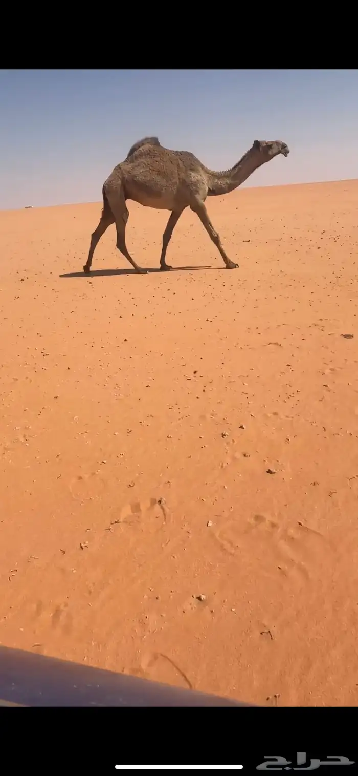 شعلا غرنوقيه ضريبه 2