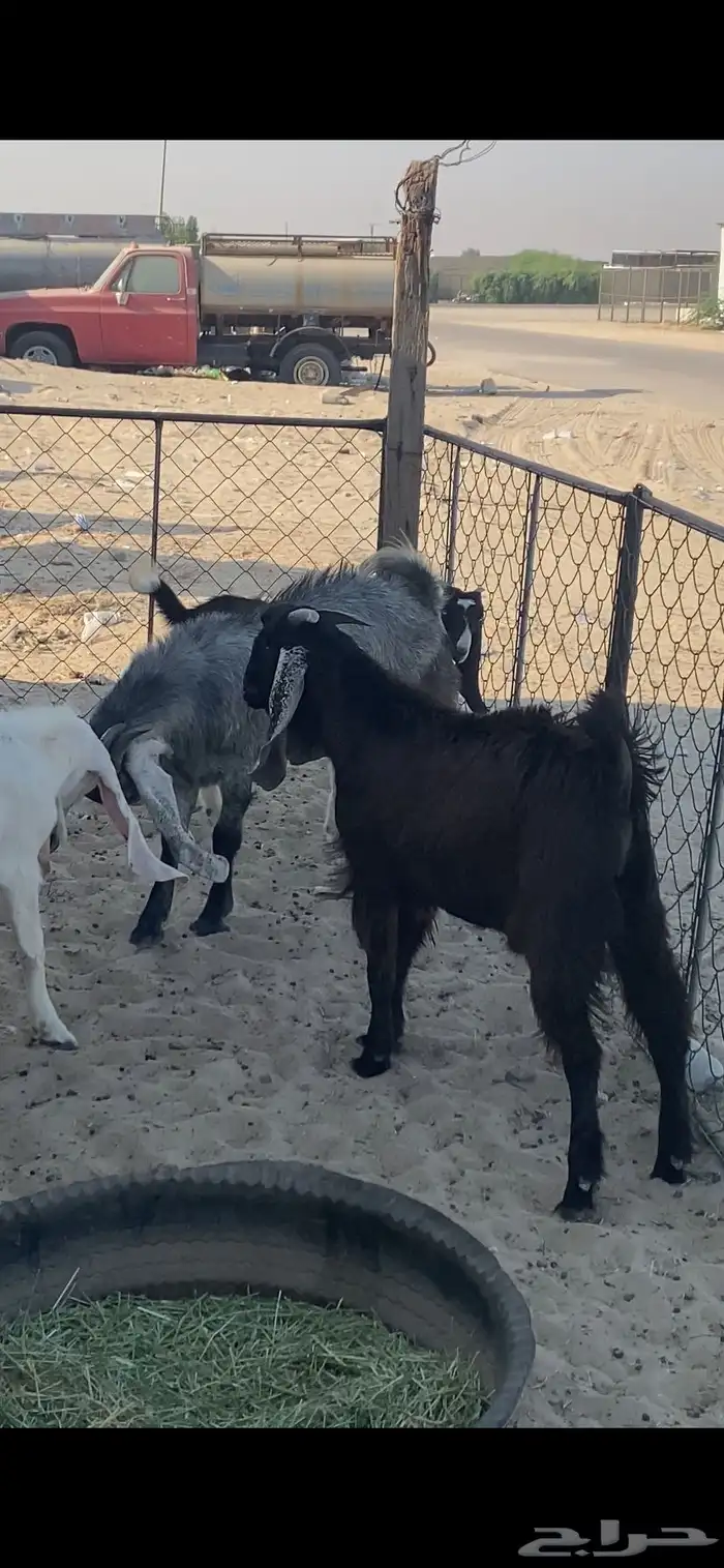 ذبايح للبيع الخفجي 1