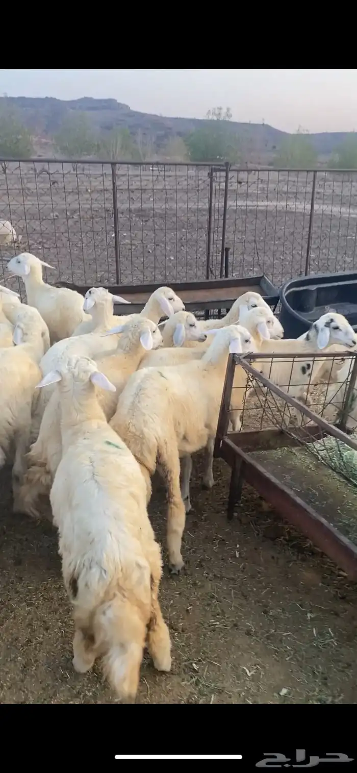 للبيع بهم تربيه 0