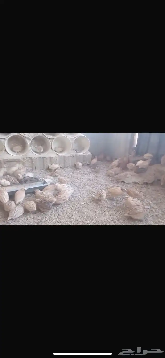 سمان كلها ذكوره 1