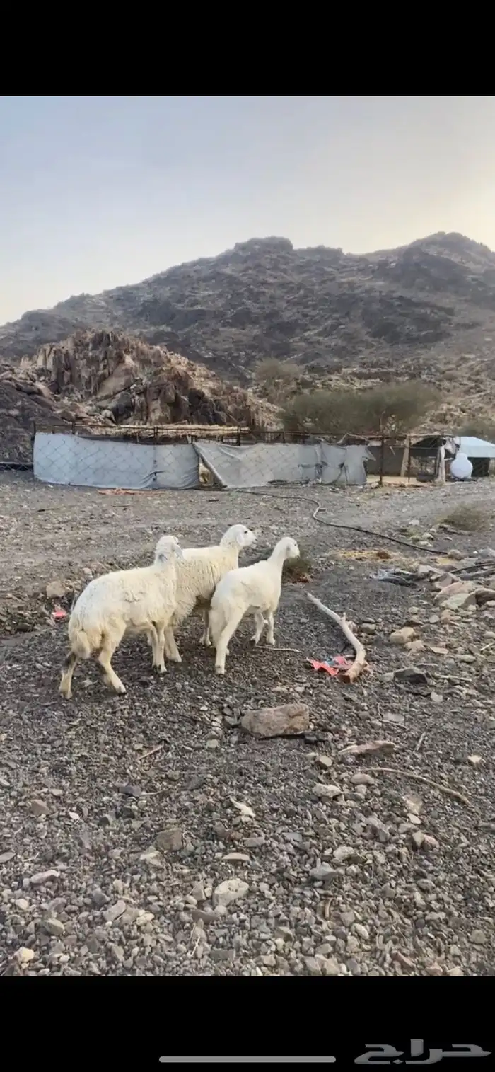 المدينة المنورة وادي الفرع 2
