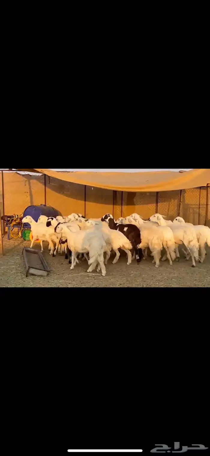 ضان اباكير دفيع 4