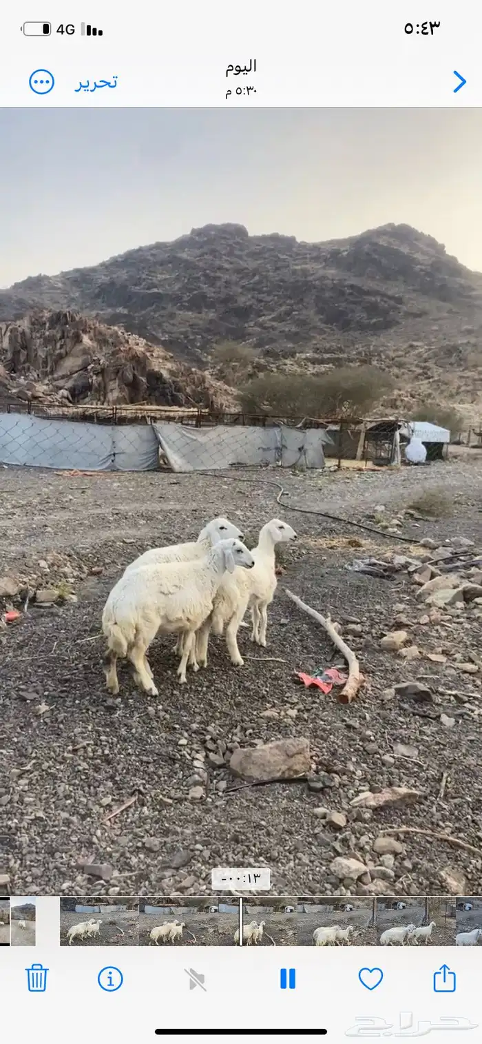 المدينة المنورة وادي الفرع 0