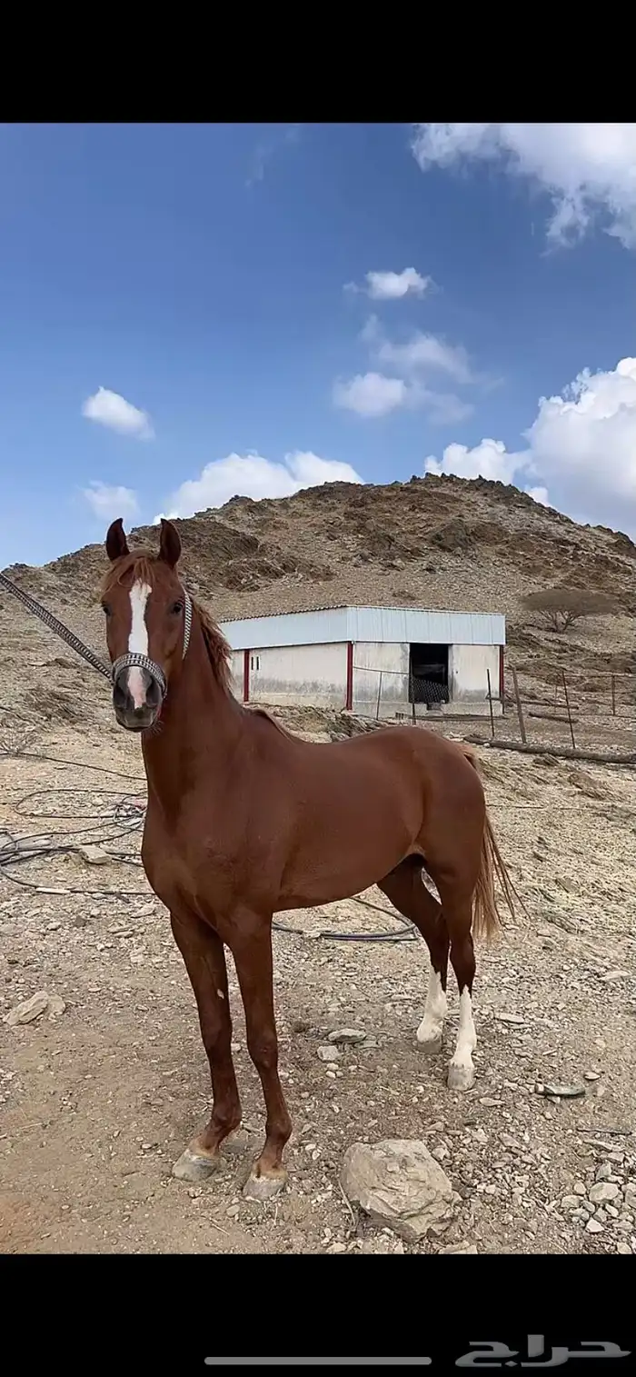 حصان جزيري حار على يد الخيال سليم شرط 0