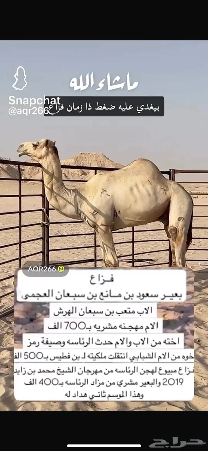 للبيع قعود صعب شكل وسلالة متعب بن سبعان 1